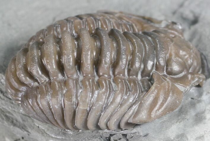 Flexicalymene Trilobite - Ohio #61037